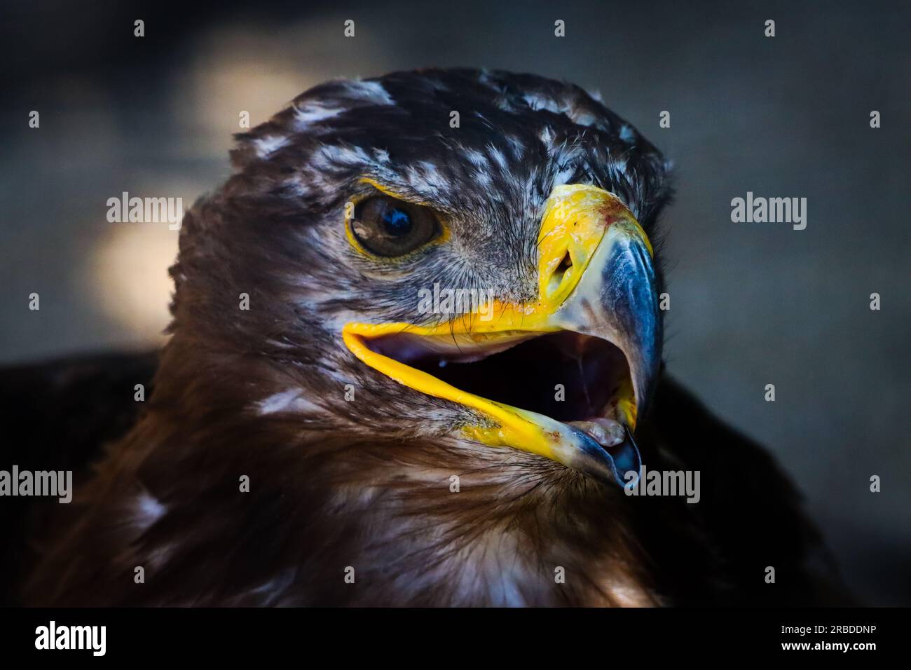 closeup portrait of a golden eagle Stock Photo