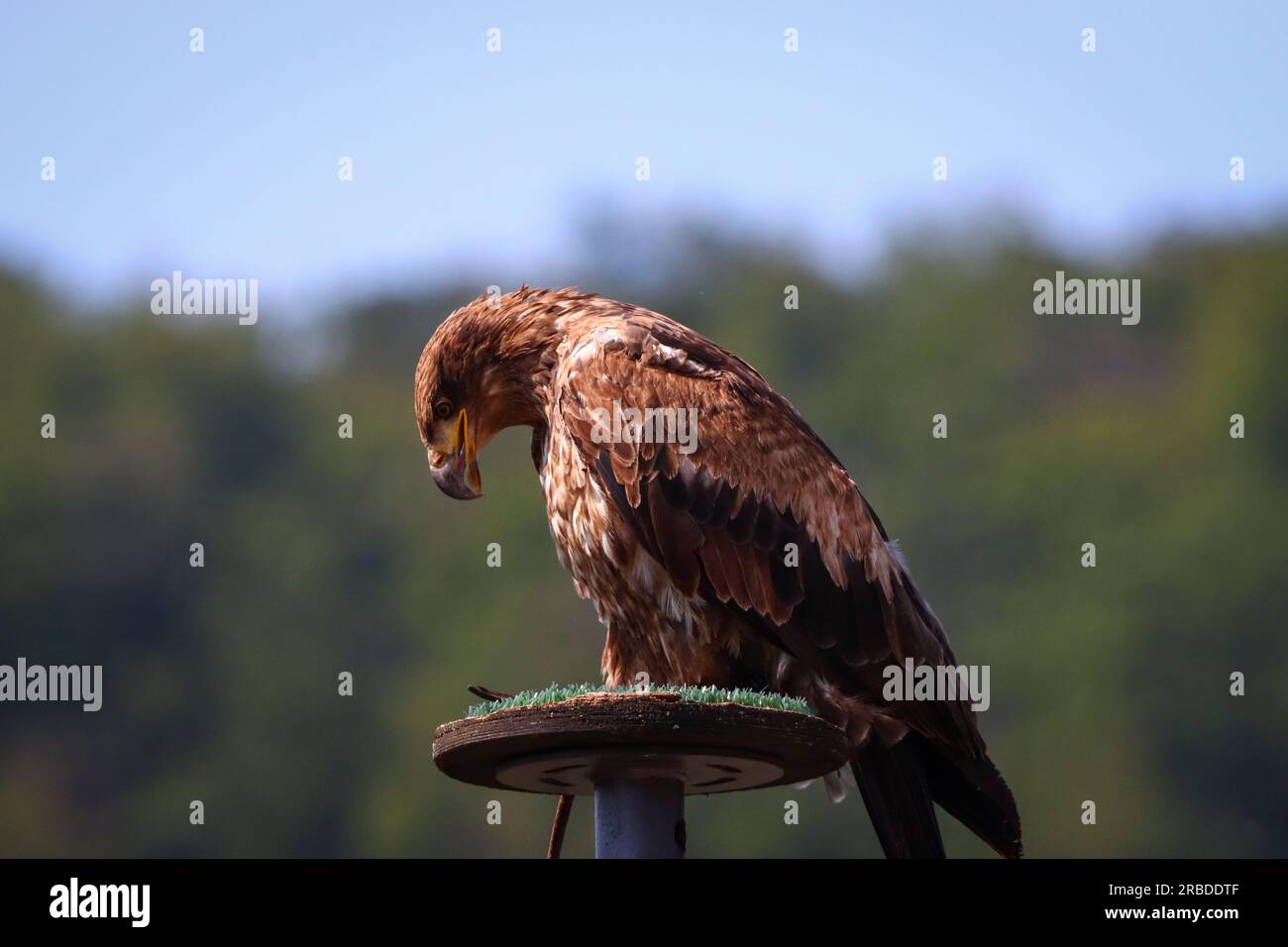 golden eagle at a eagle observatory Stock Photo