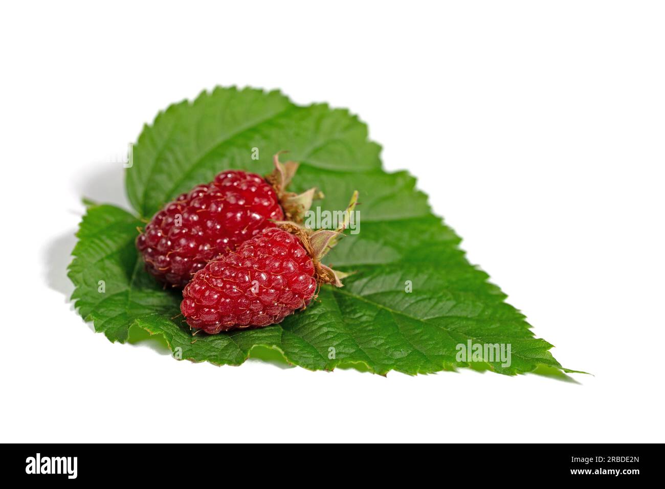 Tayberries against a white background Stock Photo
