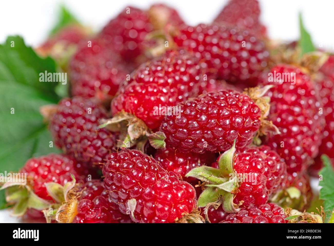 Harvested Tayberries in a closeup Stock Photo