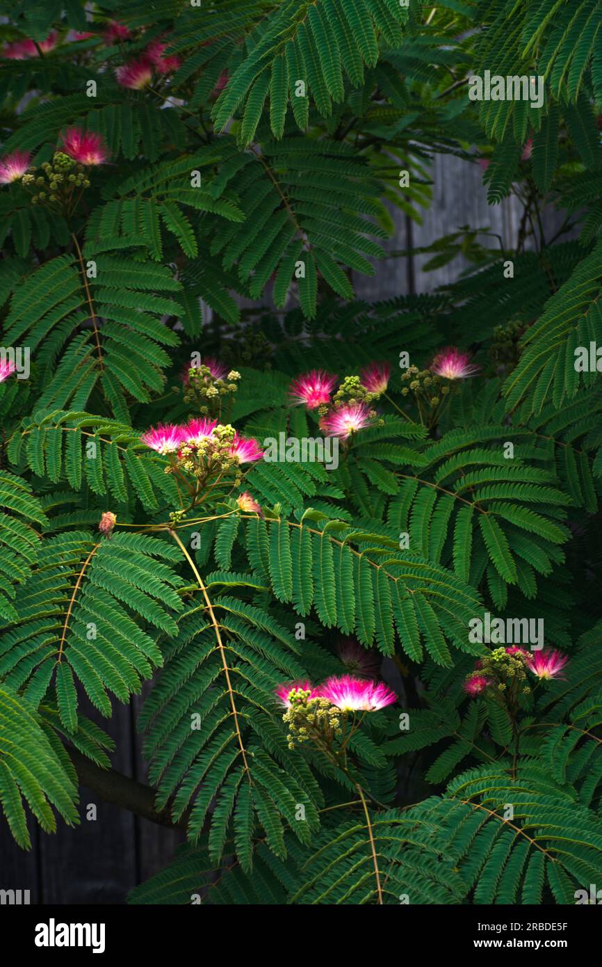 Pink flowers on julibrissin tree, the persian silk tree, pink