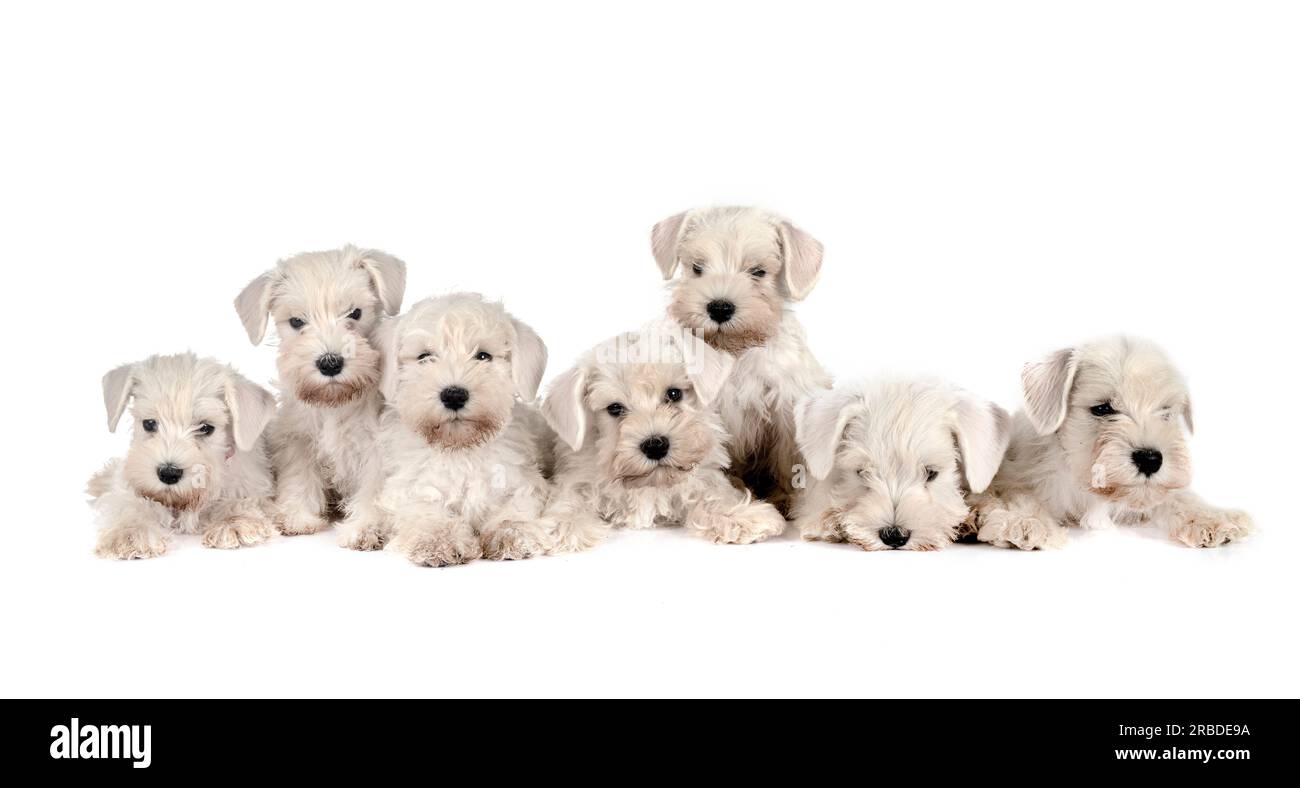 miniature schnauzers in front of white background Stock Photo