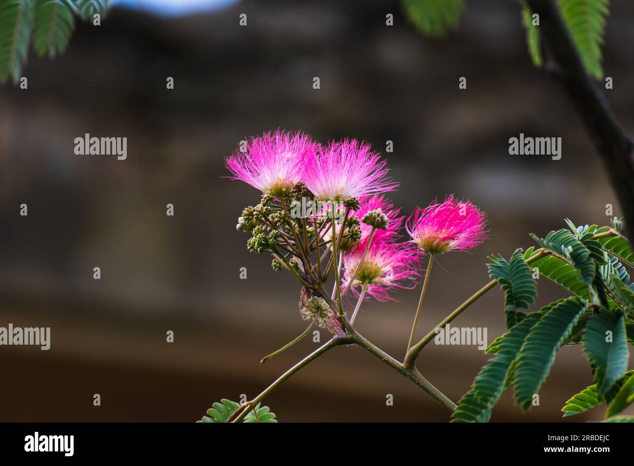Pink flowers on julibrissin tree, the persian silk tree, pink