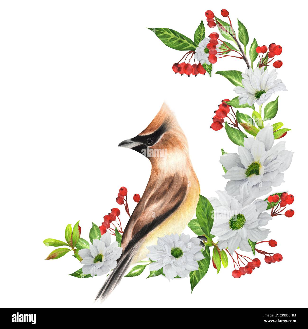 Hand-drawn watercolor illustration with waxwing birdwith white flowers and red berries. Two options - on white and transparent background. Stock Photo