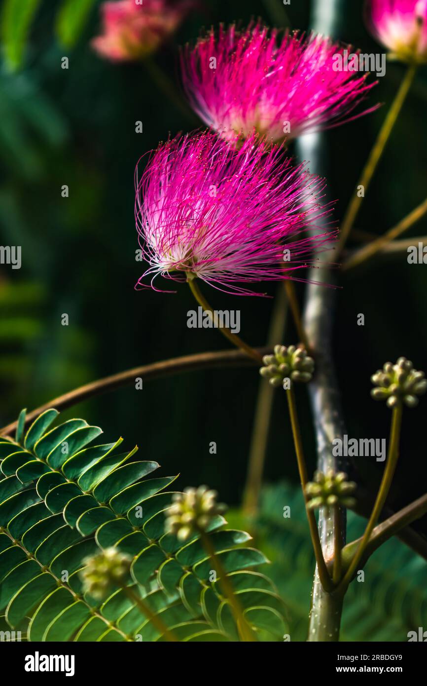 Pink flowers on julibrissin tree, the persian silk tree, pink
