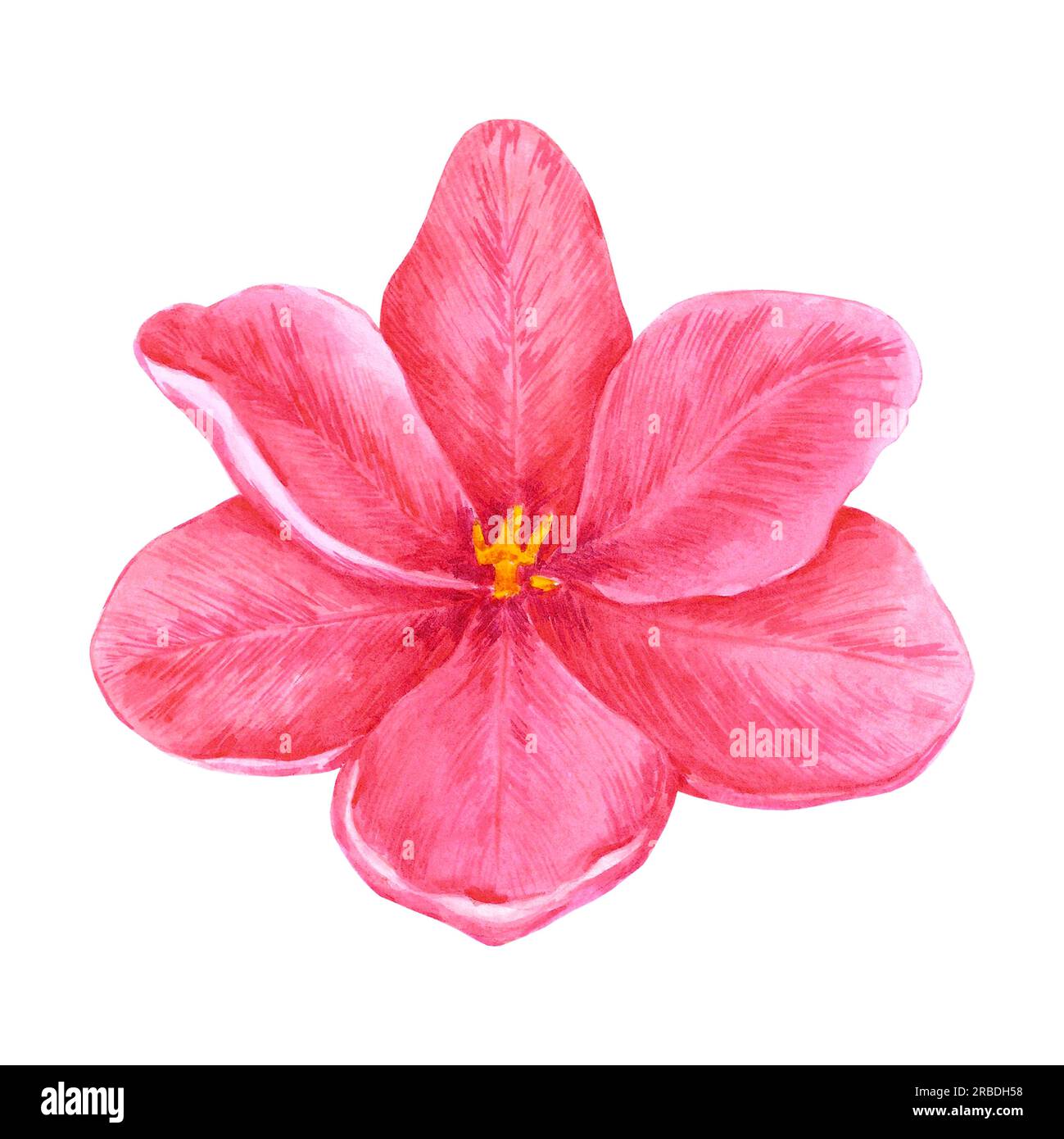 Hand drawn watercolor pink tulips on white background. Can be used for ...