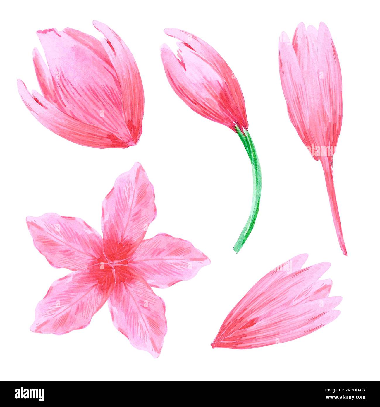 Hand drawn watercolor pink tulips with petals on white background. Can ...