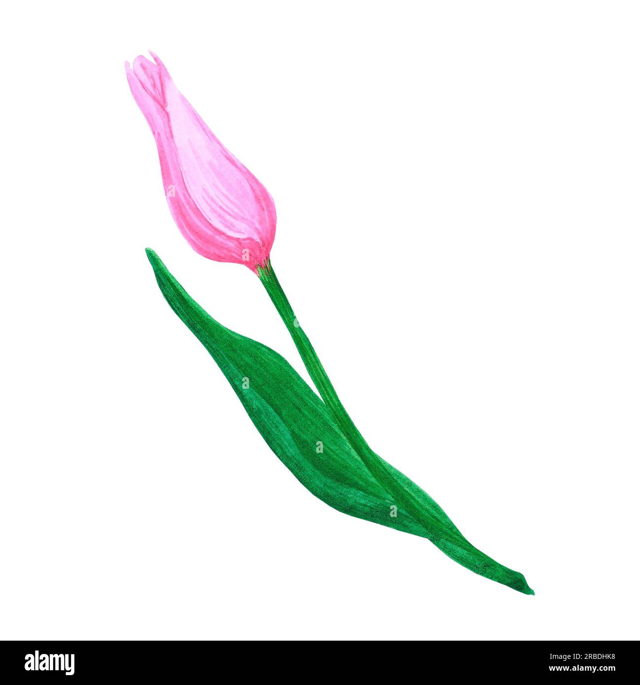 Hand drawn watercolor pink tulip on white background. Can be used for ...