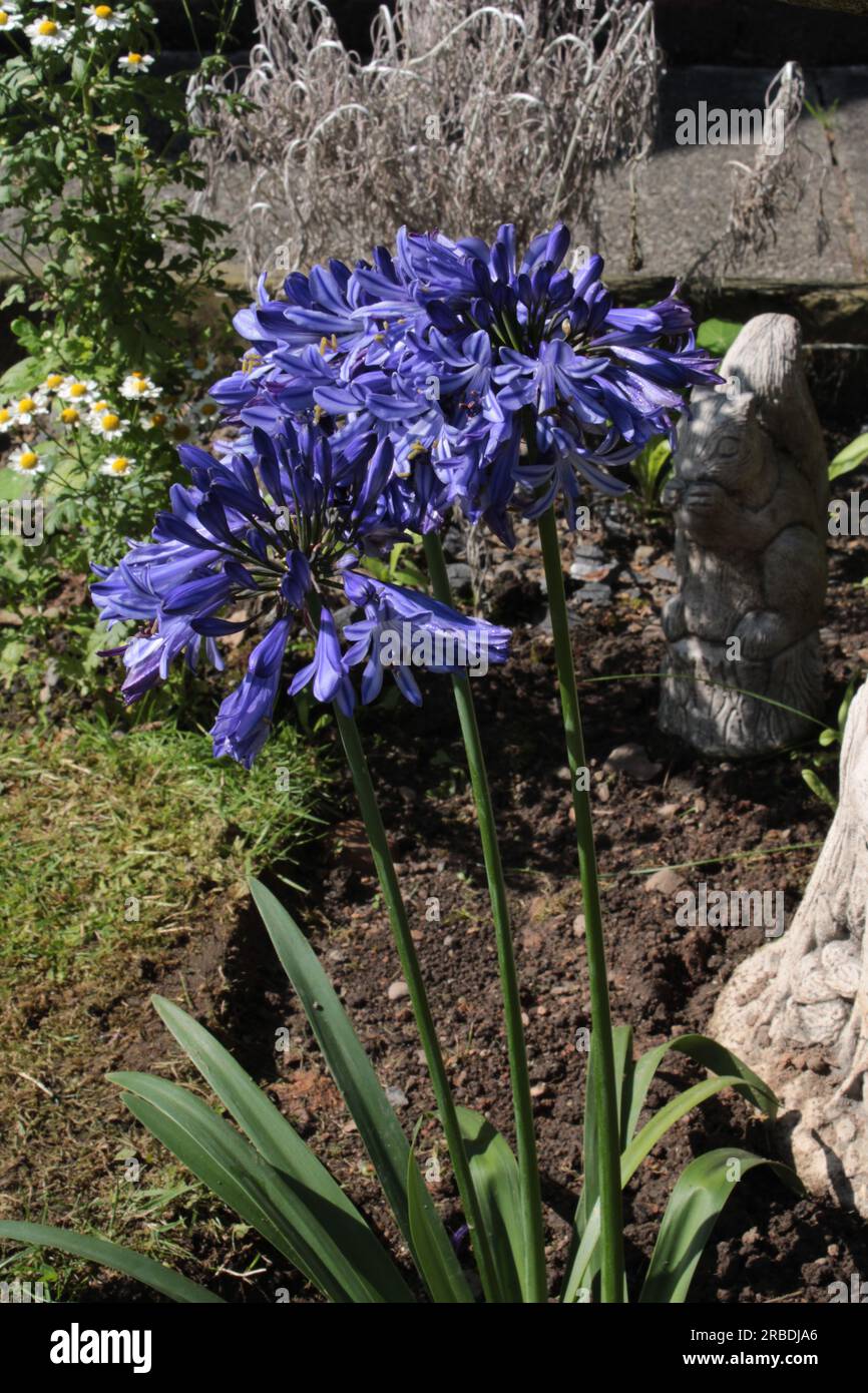 Agapanthus praecox also known as a blue lily, African lily, or lily of the Nile. It's a variable species with open faced flowers. It is a perennial pl Stock Photo
