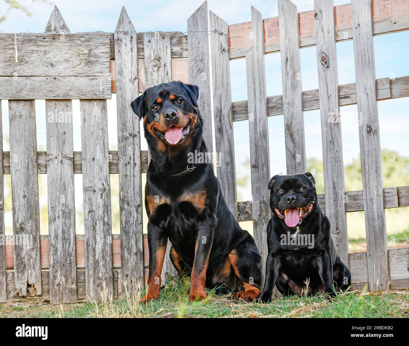 young rottweiler and staffordshire bull terrier staying in the nature in summer Stock Photo