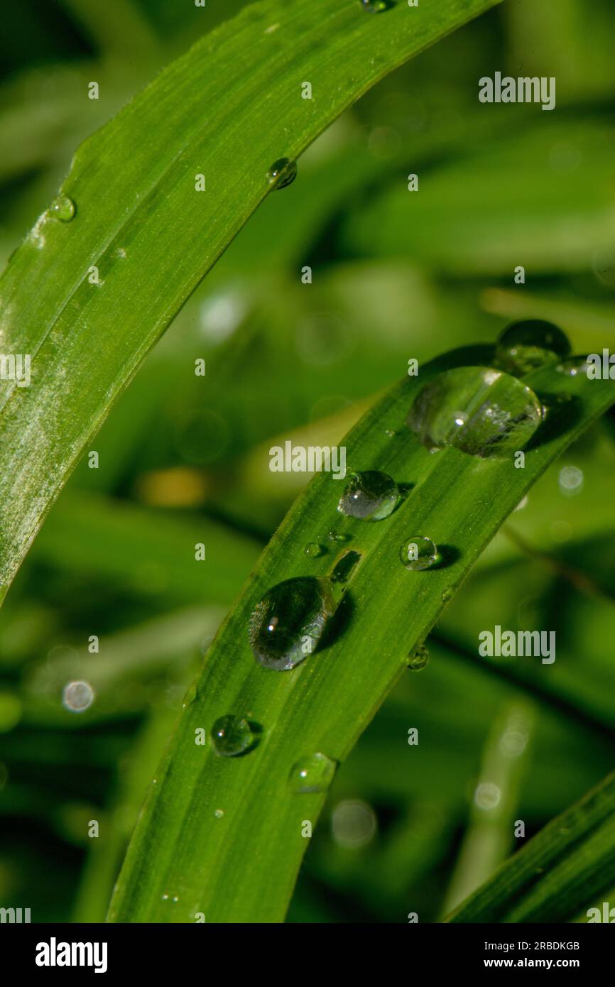 Wet green grass raindrops hi-res stock photography and images - Alamy