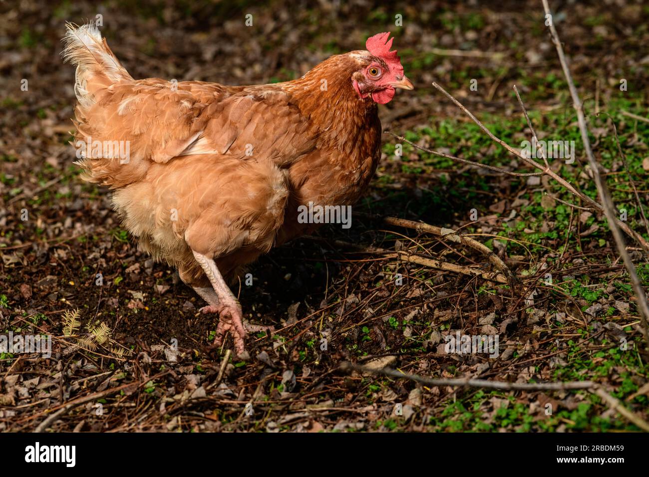 Happy Free Range Chicken Scratching the ground for Grubs and seeds Stock Photo