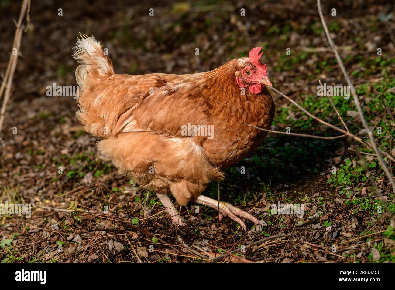 Happy Free Range Chicken Scratching the ground for Grubs and seeds Stock Photo