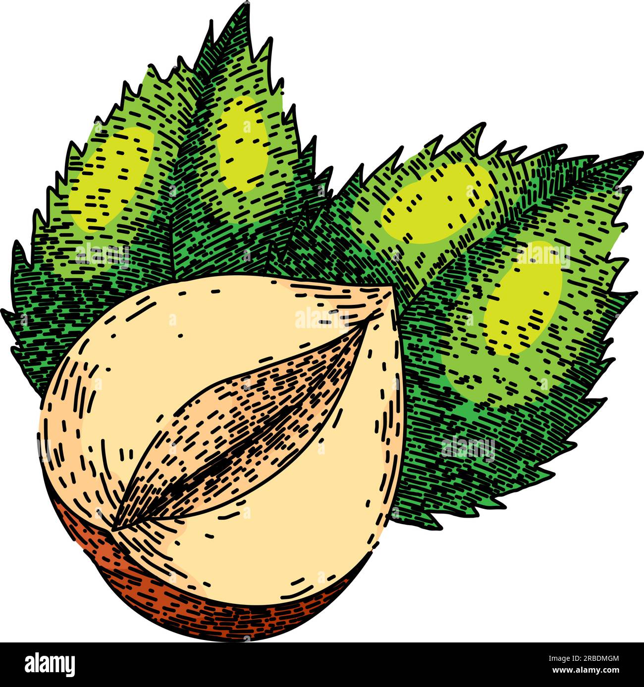 hazelnut nut leaf hand drawn. fly fruit, shell hazel, vector filbert
