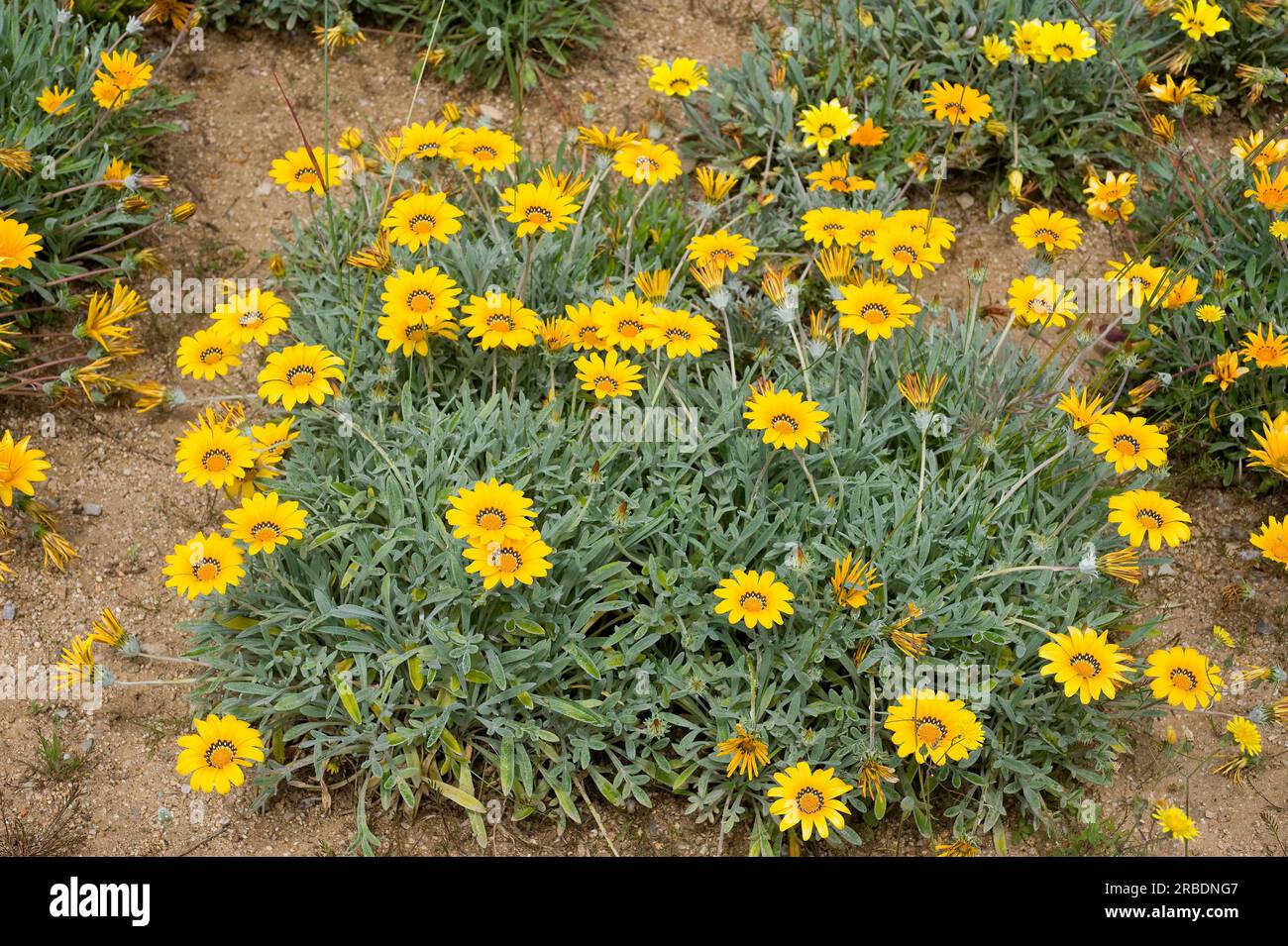 Treasure flower (Gazania linearis or G.azania longiscapa) is a perennial herb native to South Africa. Stock Photo
