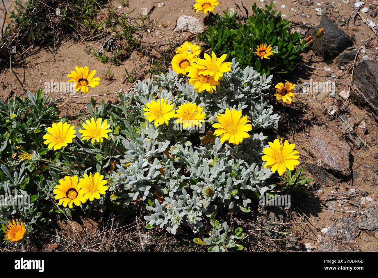 Treasure flower or coastal gazania (Gazania rigens) is a perennial herb native to Southern Africa but naturalized in others countries. Angiosperms. As Stock Photo