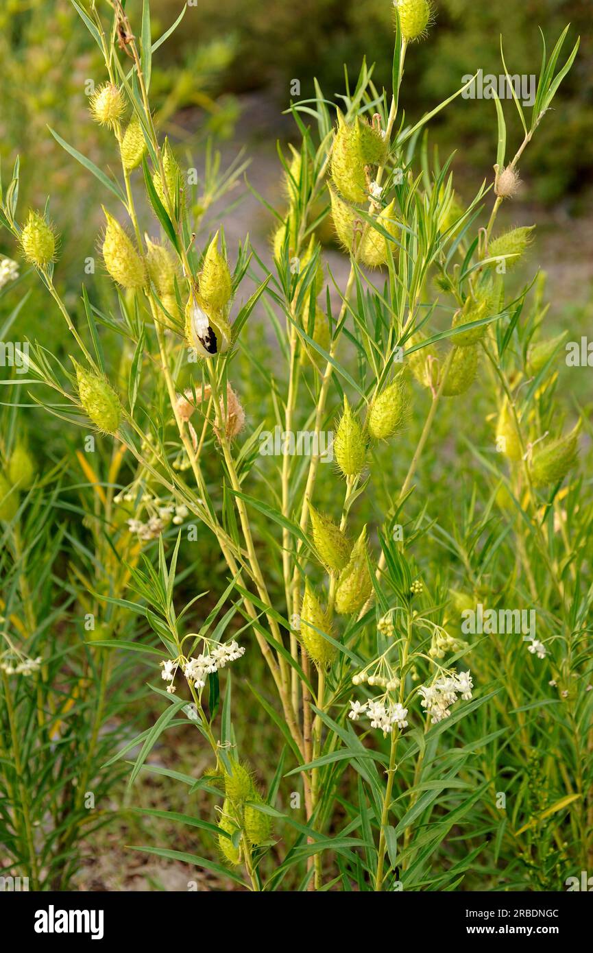 Milkweed or cotton bush (Gomphocarpus fruticosus) is a perennial herb native to South Africa but naturalized in Southern Europe. Is poisonous. Angiosp Stock Photo