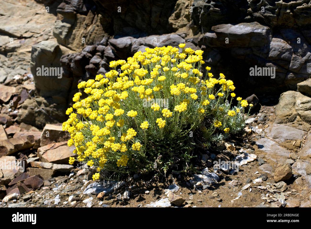 Perpetual or everlasting (Helichrysum stoechas) is an herb native to coastals of the Mediterranean region. Angiosperms. Asteraceae. This photo was tak Stock Photo