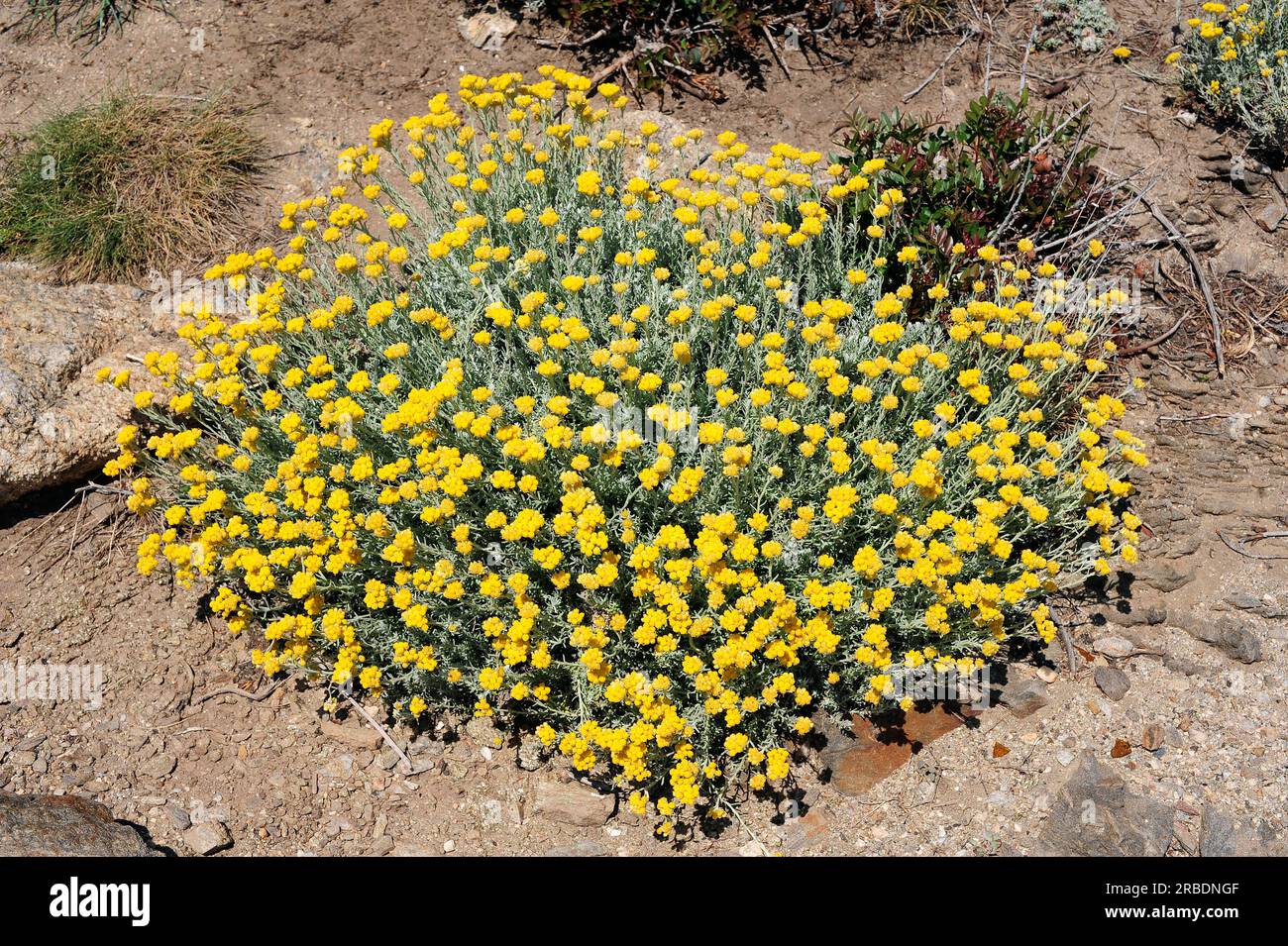 Perpetual or everlasting (Helichrysum stoechas) is an herb native to coastals of the Mediterranean region. Angiosperms. Asteraceae. Cape de Creus, Gir Stock Photo