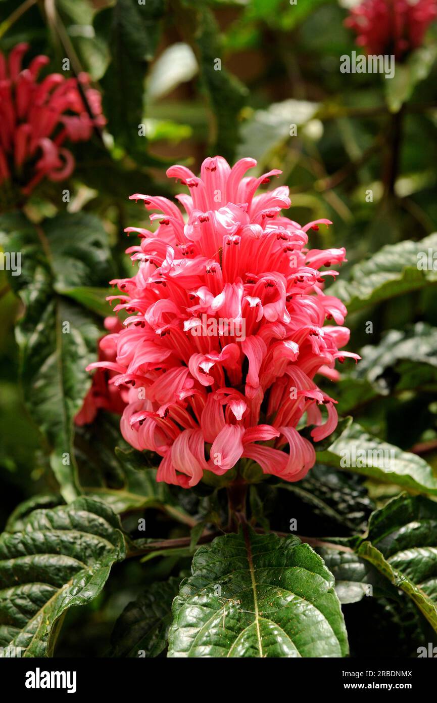 Brazilian plume flower or flamingo flower (Jacobinia magnifica or Justicia carnea) is a perennial herb native to eastern Brazil. Angosperms. Acanthace Stock Photo