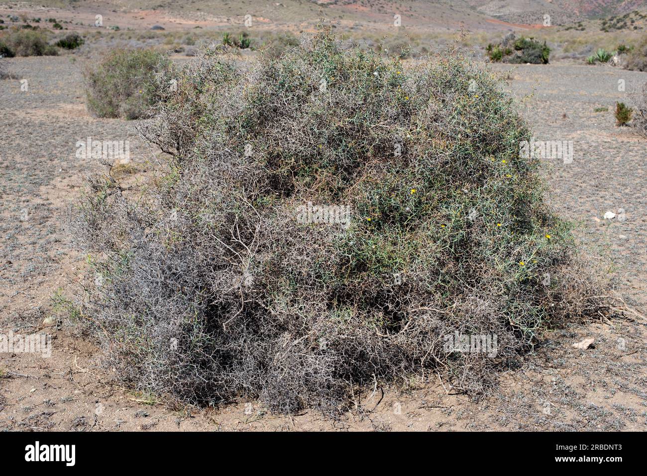 Launaea arborescens is a spiny shrub native to Canary Islands, southeastern Spain and western Africa. Angiosperms. Asteraceae. This photo was taken in Stock Photo