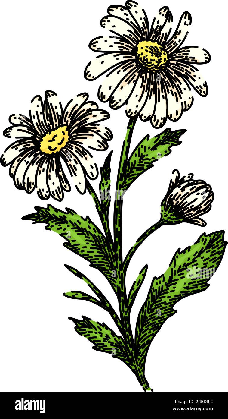 nature daisy flower sketch hand drawn vector Stock Vector Image & Art ...