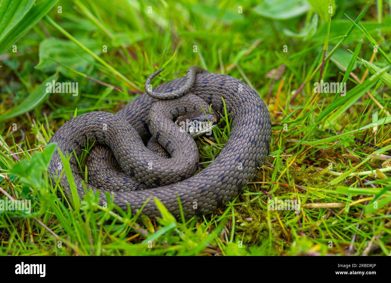 Grass snake Stock Photo