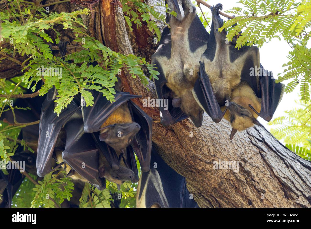 The Pemba Flying Fox is a large fruit bat that nests in garrulous camps