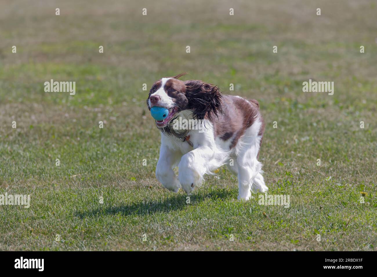 Springer Spaniel. Running dog with a ball Stock Photo