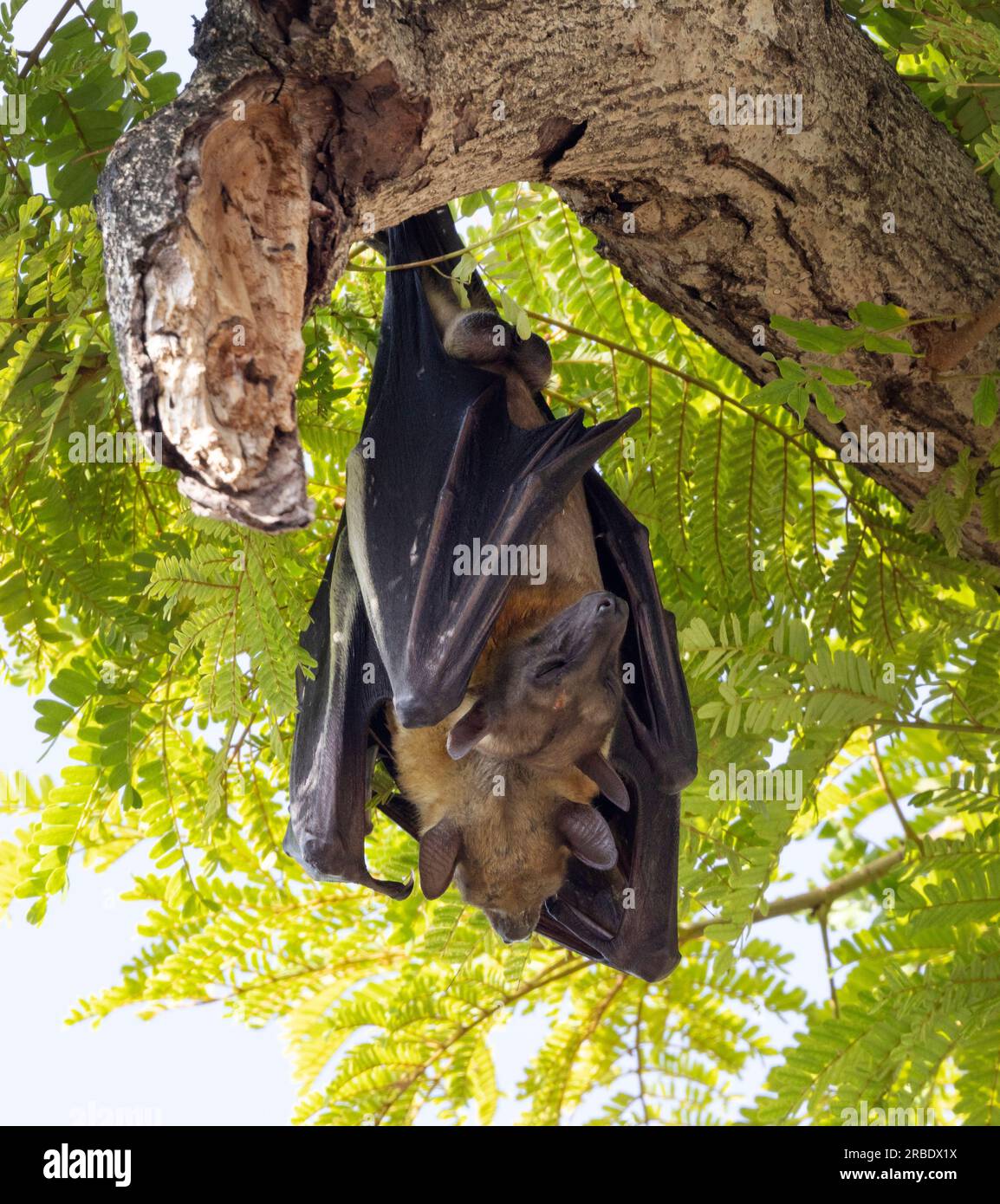 The Pemba Flying Fox is a large fruit bat that nests in garrulous camps