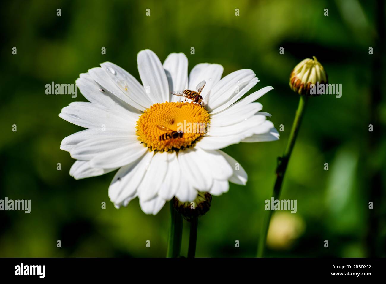 Hoverfly sitting on a large daisy flower. Stock Photo