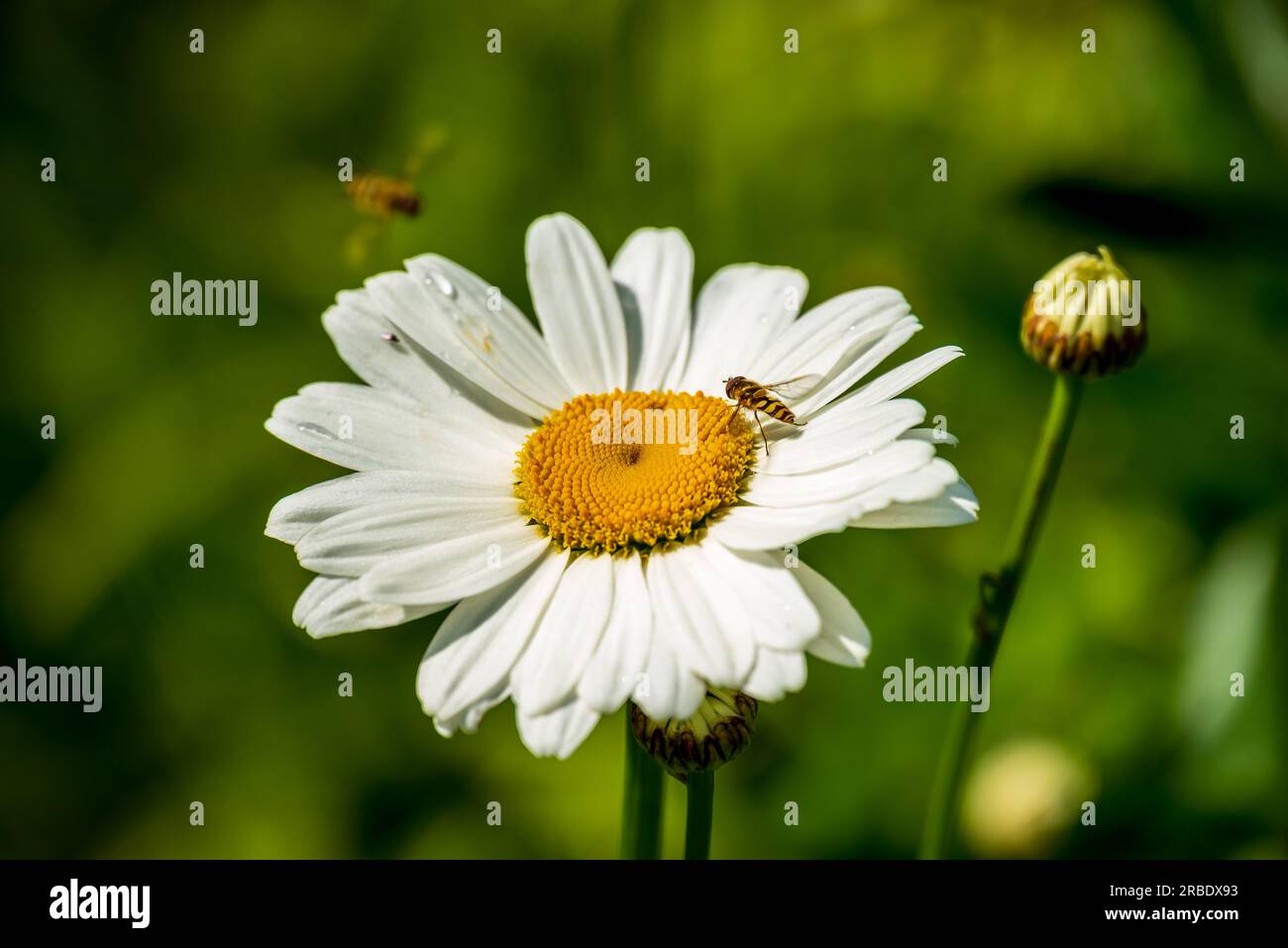 Hoverfly sitting on a large daisy flower. Stock Photo