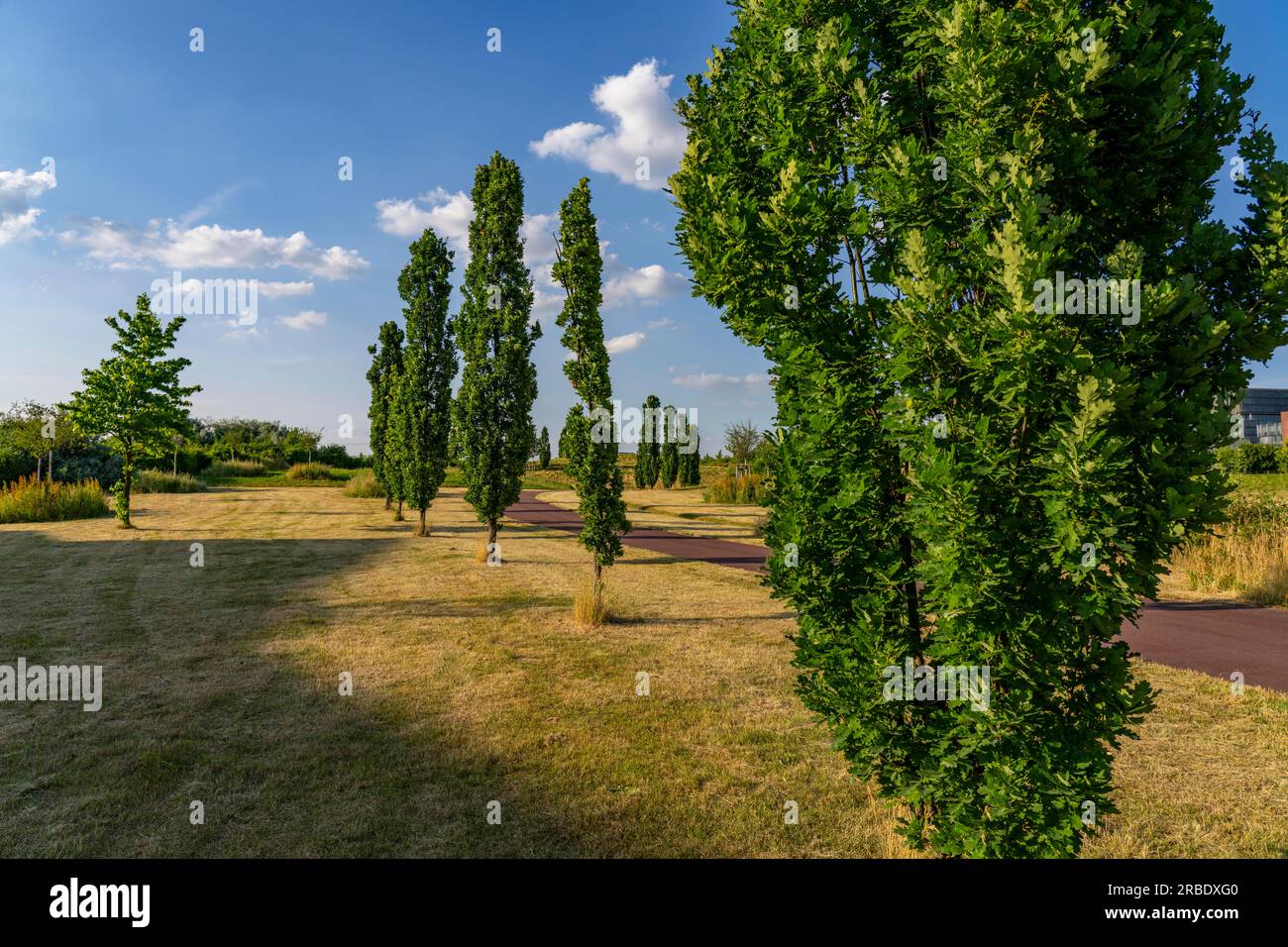 mariä himmelfahrt essen altendorf