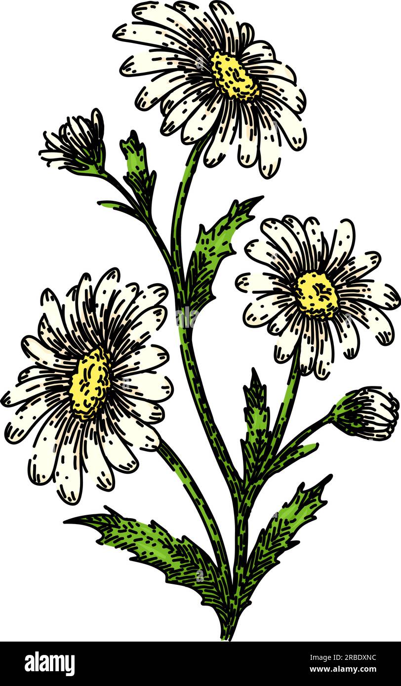 chamomile daisy flower sketch hand drawn vector Stock Vector Image ...