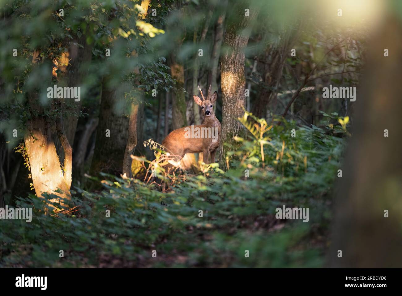 Deer, buck, antler, in the woods in the warm light of sunrise in