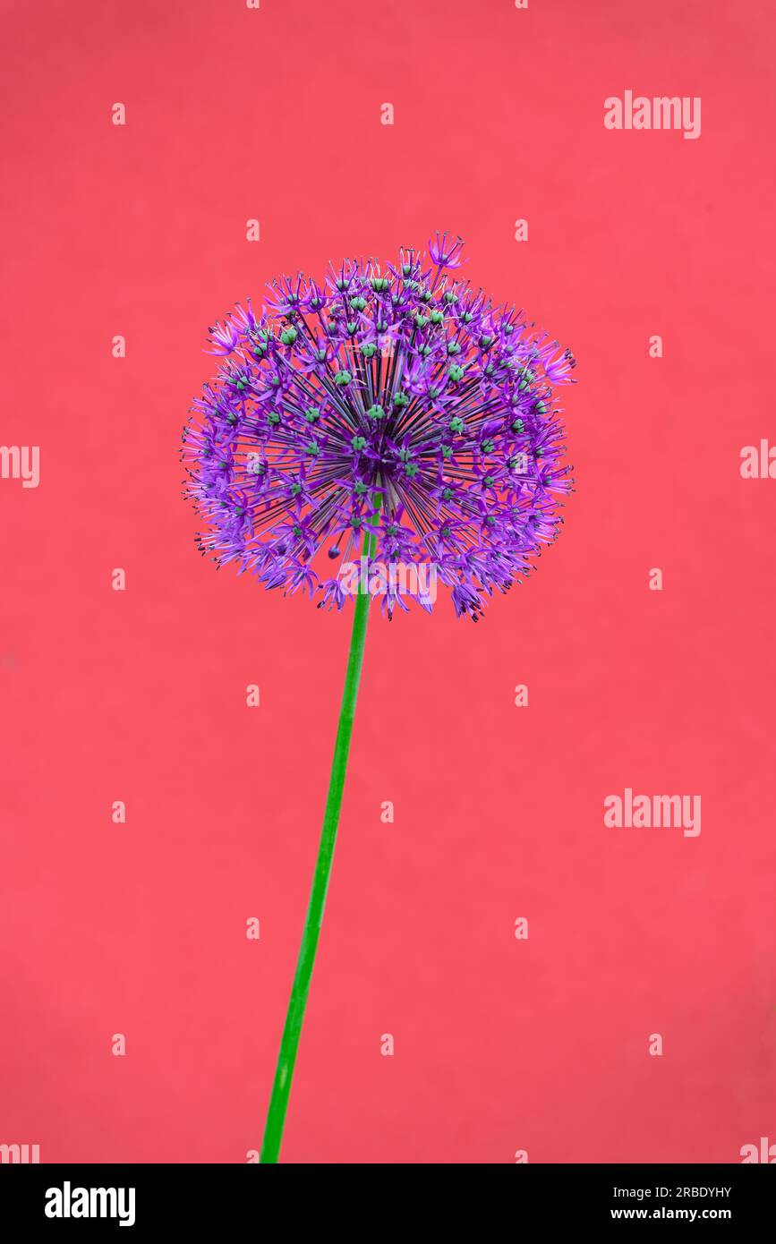 Close up of a purple Allium flowerhead, Ornamental onion photographed against a red background Stock Photo