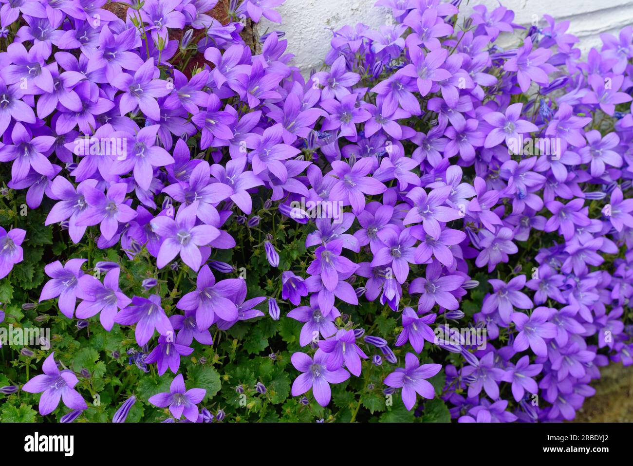 Close up of the flowers of Campanula portenschlagiana, bellflower growing on a garden wall Stock Photo