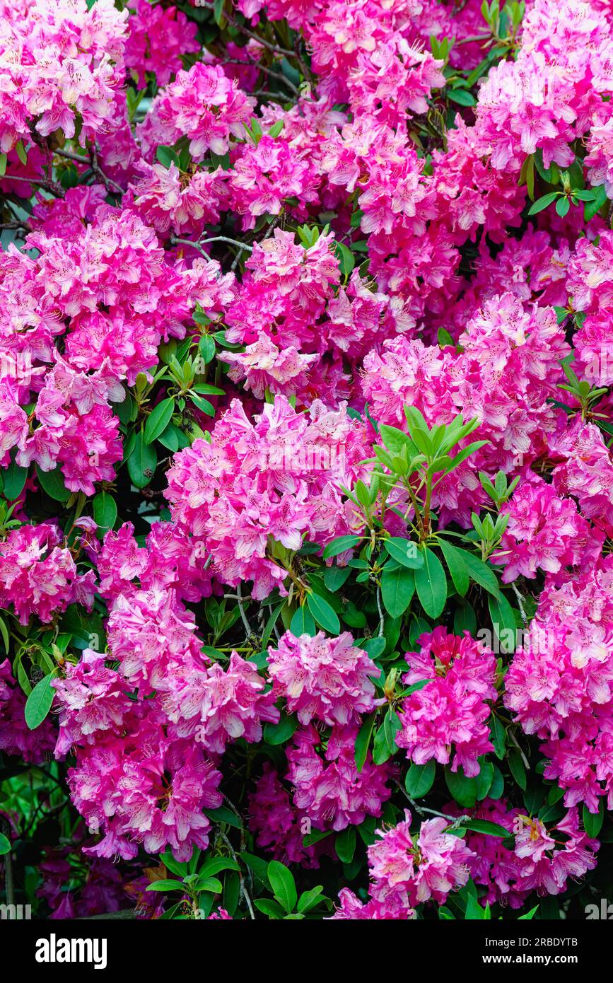 Rhododendron 'Claire' main image 0