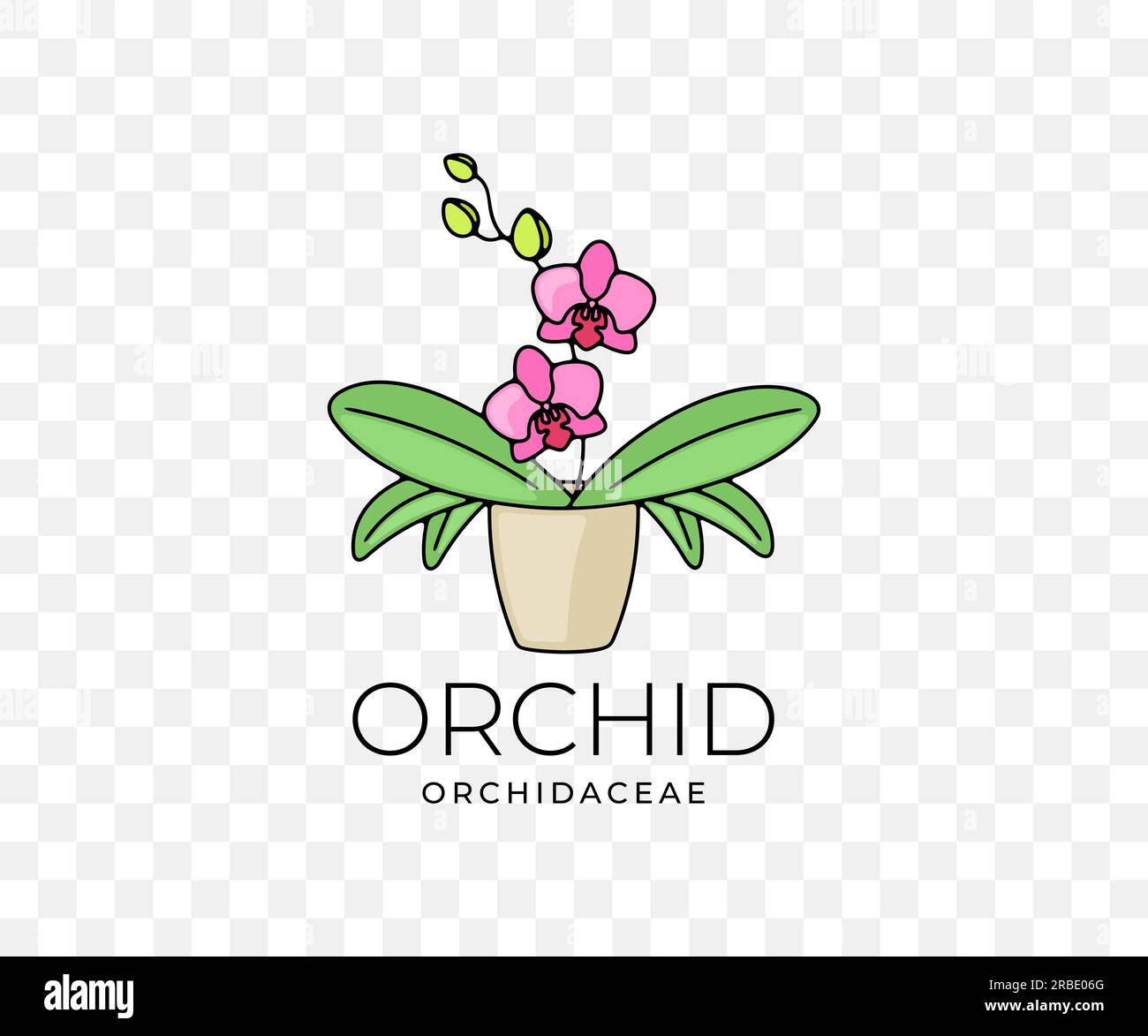 Orchid, orchidaceae, flower with leaves in a pot, colored graphic design. Plant, nature, phalaenopsis, blossom, bloom, floral and flora, vector design Stock Vector