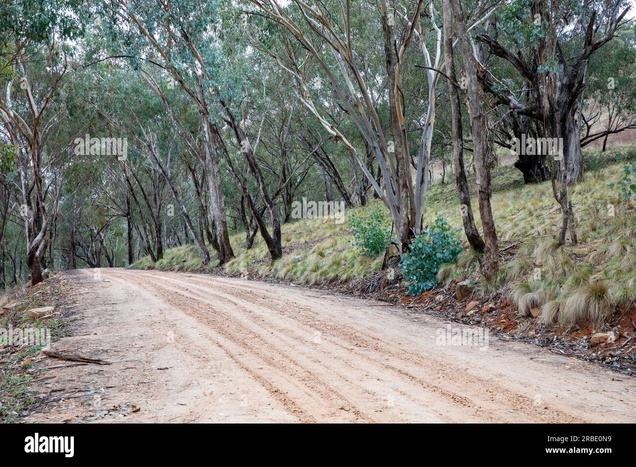 The Hill End bridle track, former walking and horse trail during the gold mining boom in central New South Wales,Australia now popular with campers Stock Photo