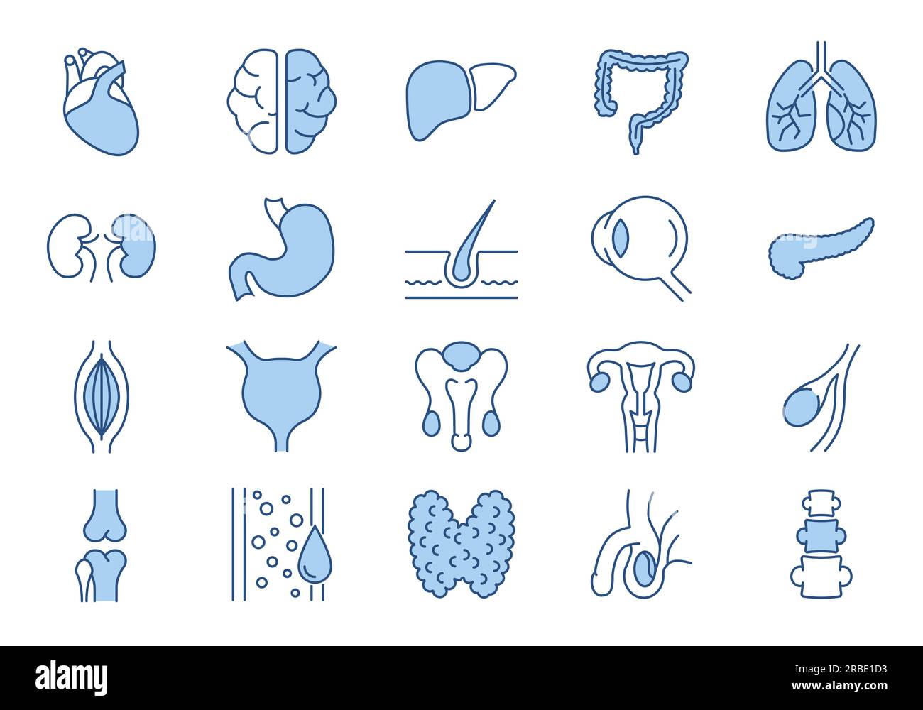 Internal Organs Related Vector Icons Set. Contains such Icons as Reproductive System, Brain, Heart, Blood Vessel, Lungs, Liver, Eye, Pancreas, Urinary Stock Vector