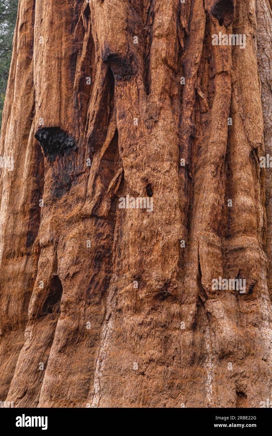 Sequoia redwood Tree Bark Texture Background. Wooden texture of Sequoia