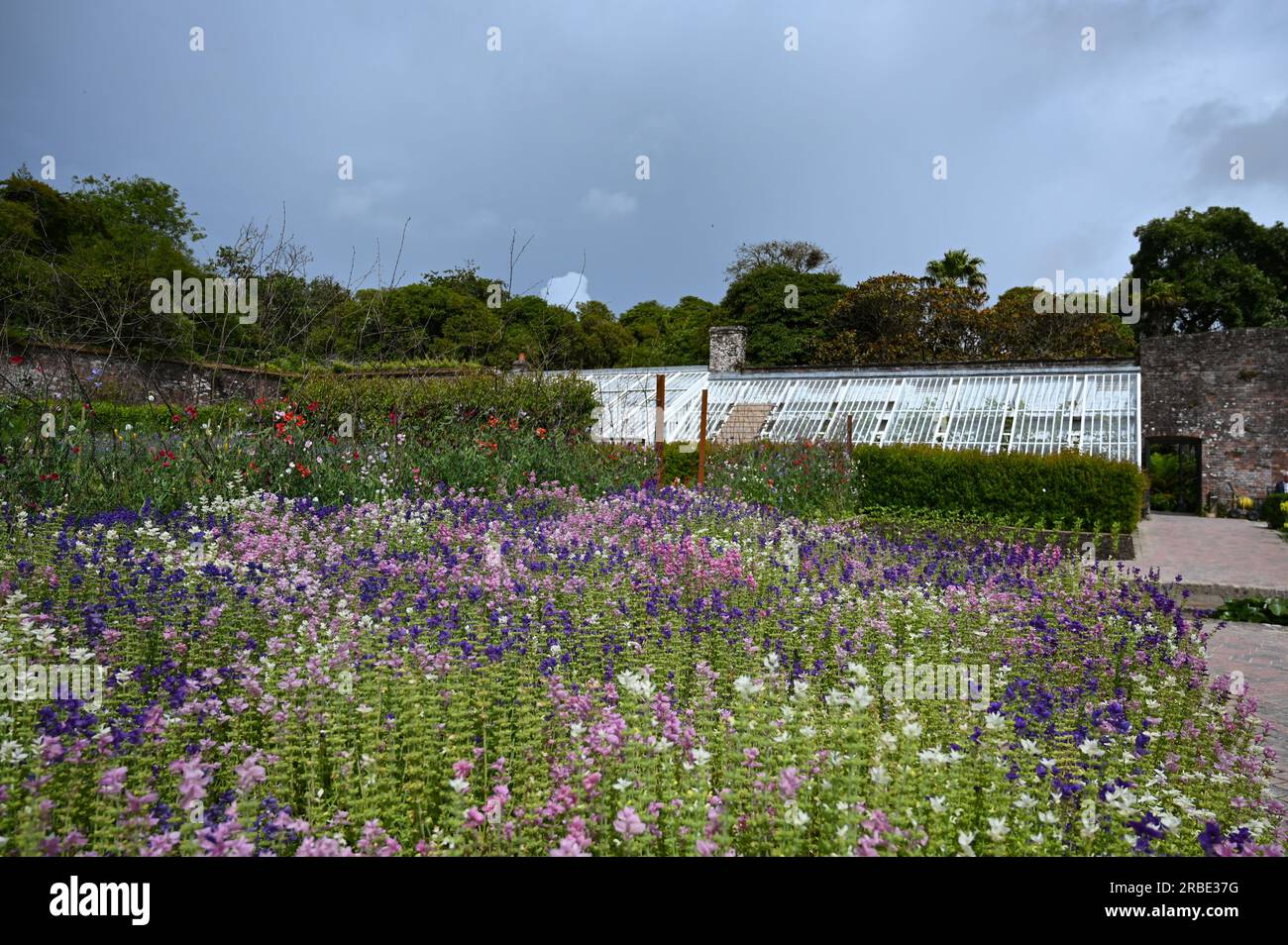 Lost gardens of Heligan, St Austell, Cornwall, UK 9th July 2023. UK Weather. It was a mix of sunshine and heavy showers for visitors to the lost gardens of Heligan today. In the foreground a bed of Salvias. Credit Simon Maycock / Alamy Live News. Stock Photo