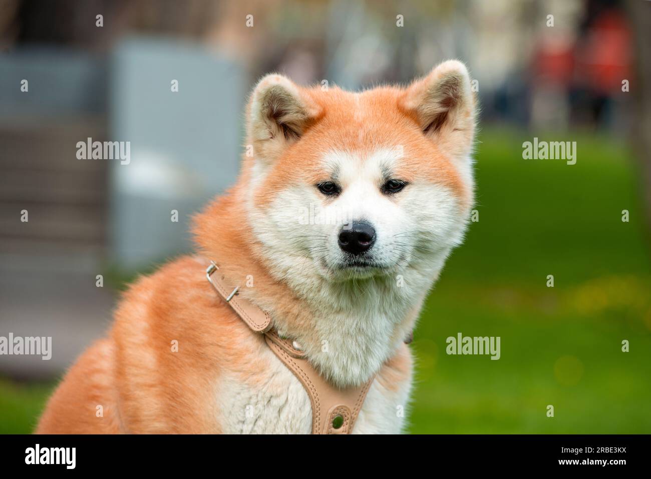 Adult Akita Inu dog in a city public park in Japan Stock Photo