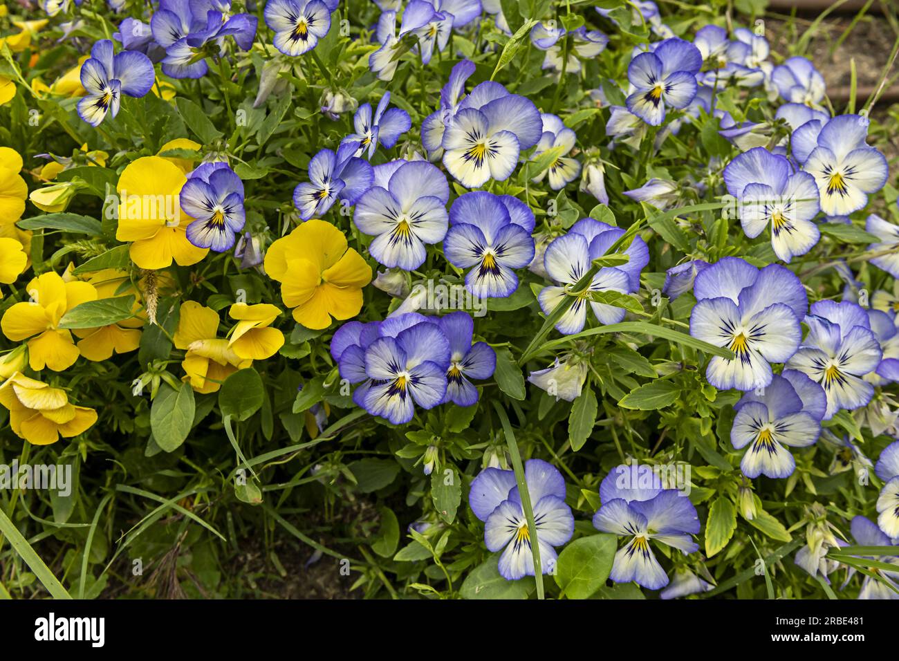 a lot of purple and yellow pansy flowers on the grass in a park Stock Photo