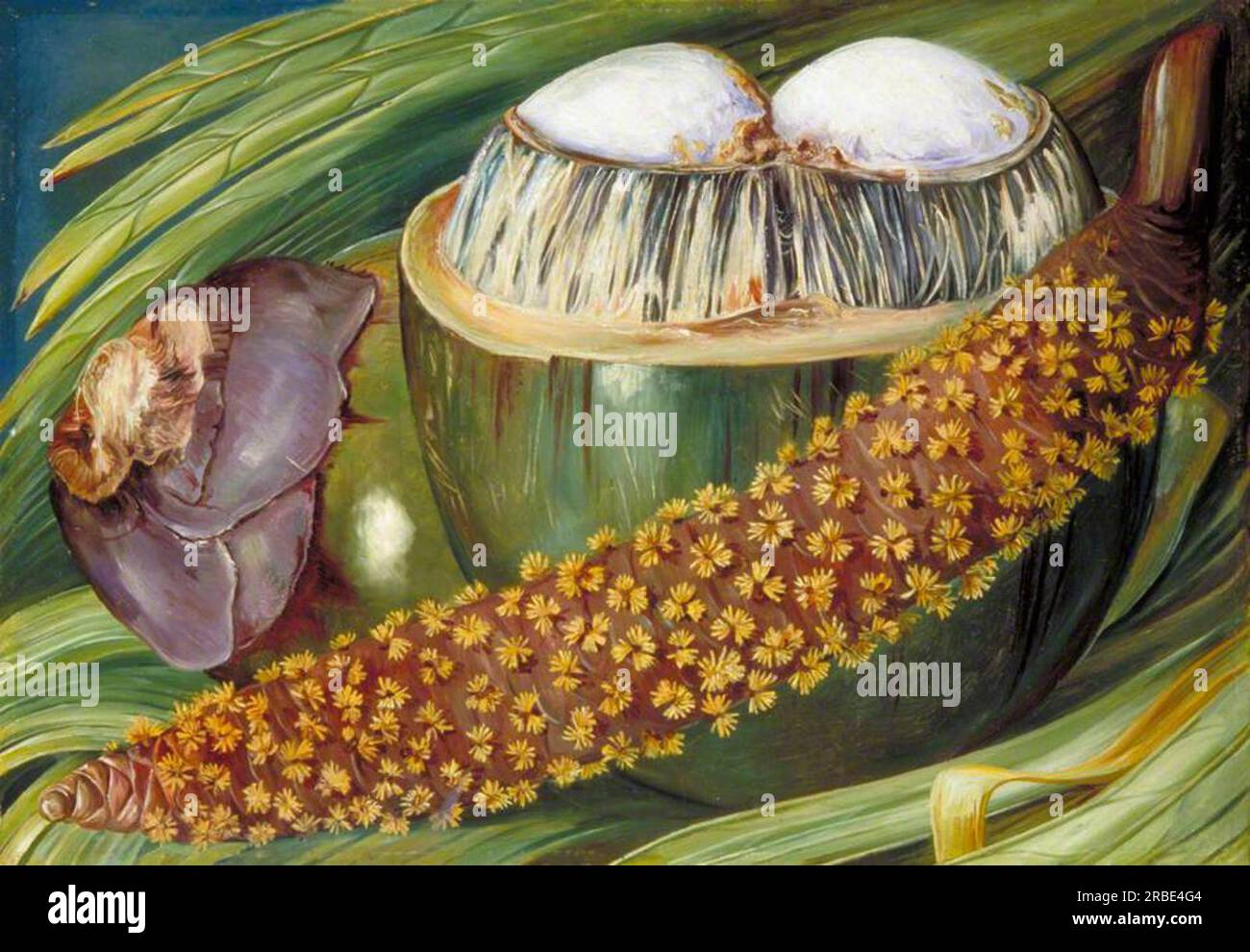 Marianne North Coco De Mer Seychelles Hi res Stock Photography And marianne-north-coco-de-mer-seychelles-hi-res-stock-photography-and