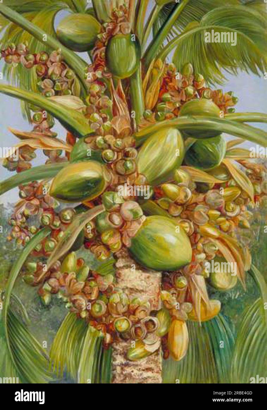 Female Coco de Mer Bearing Fruit Covered with Small Green Lizards by ...