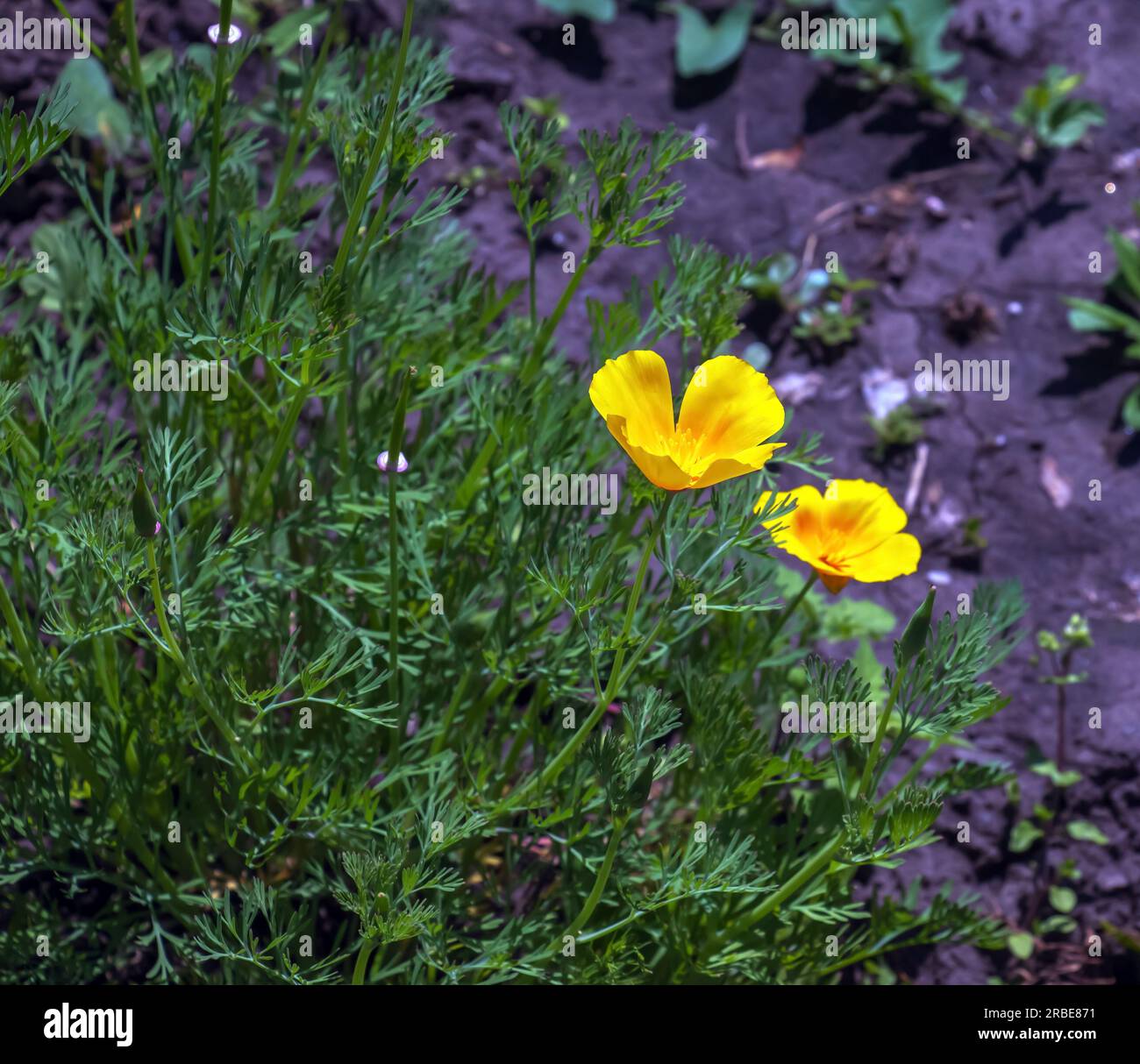 Orange flower California poppy, or Golden poppy, Cup of gold. Its Latin name is Eschscholzia Californica, native to the US and Mexico. Stock Photo