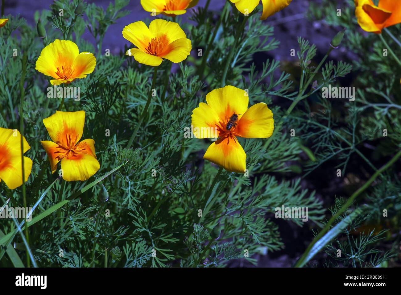Orange flower California poppy, or Golden poppy, Cup of gold. Its Latin name is Eschscholzia Californica, native to the US and Mexico. Stock Photo