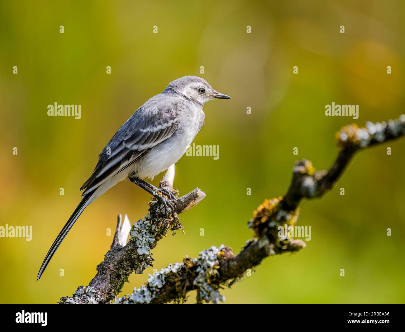 Young pied wagtail foraging at a garden pond in summer in mid Wales Stock Photo